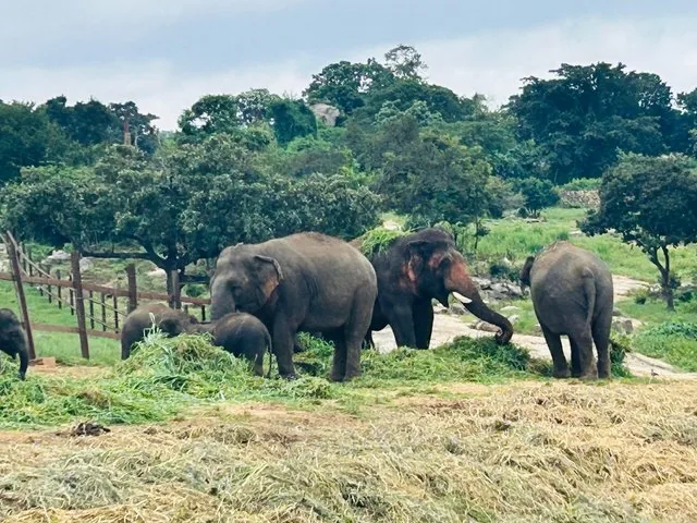 Elephants eating green fodder in an open field near trees