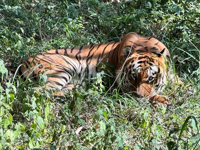 A tiger resting in tall green grass in the wild
