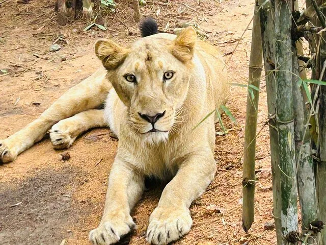 A lion looking at the camera while resting on dirt