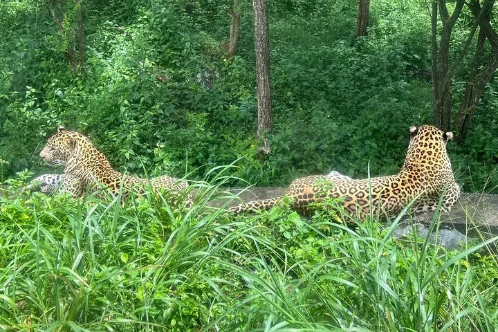 Two leopards resting on a wall amidst lush green vegetation