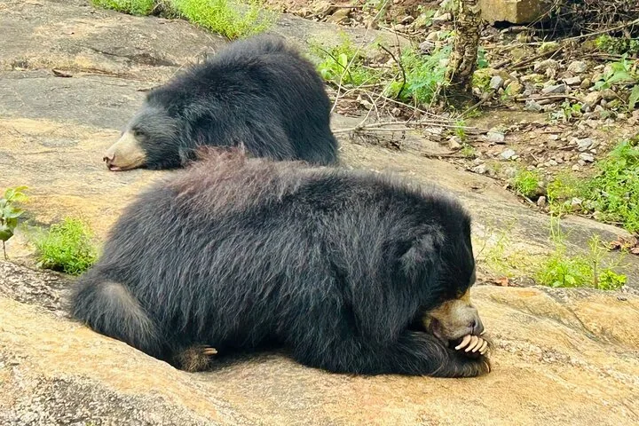 Two sloth bears resting on a rocky surface in nature