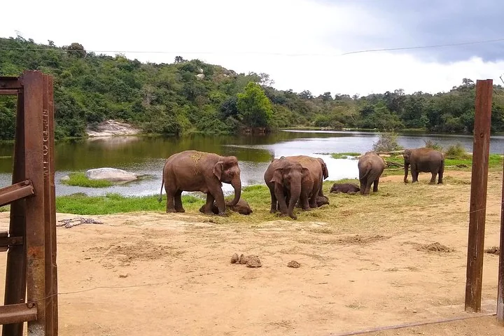 A group of elephants standing near a scenic lake landscape