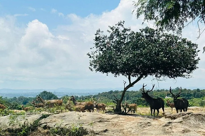 A herd of deer standing on rocks under a large tree