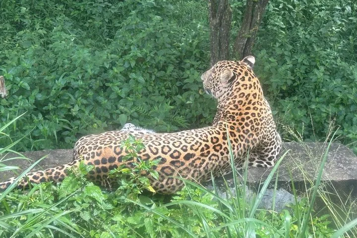 A leopard resting and looking away on a wall among greenery