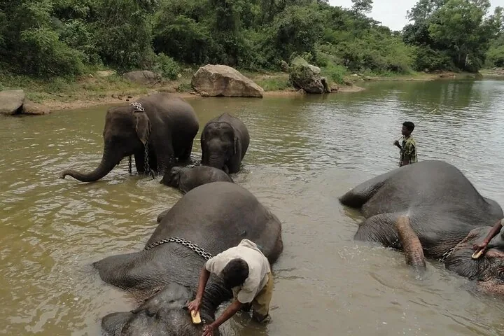 Elephants being bathed by caretakers in a calm river setting