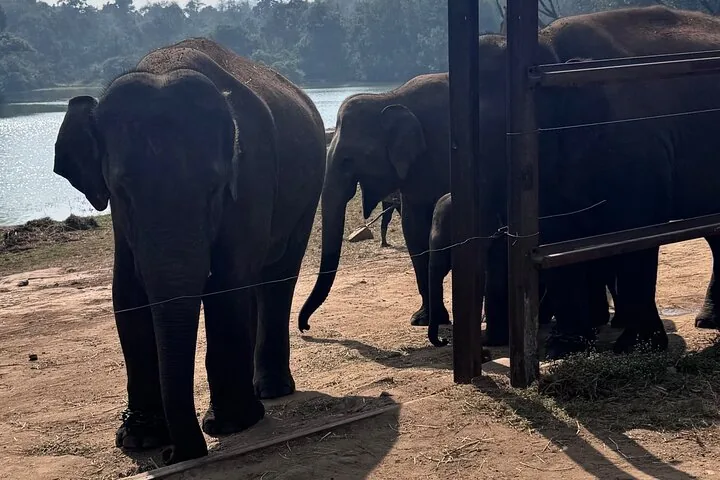 Elephants standing near a fence and water body in the park
