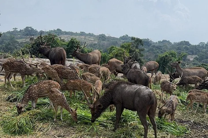 A large herd of deer grazing on a grassy landscape
