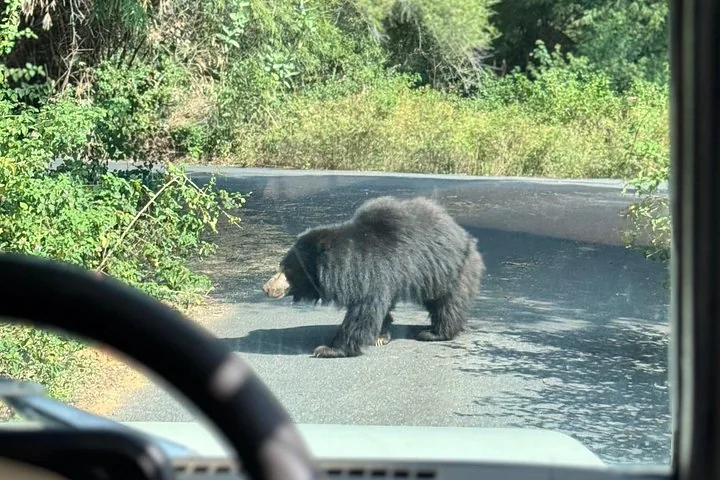 A sloth bear walking across a road seen from a vehicle
