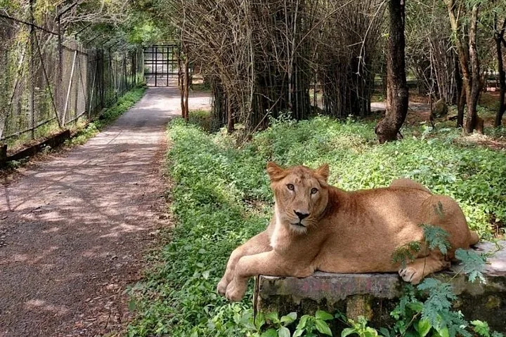 A lion resting near a path beside a fenced enclosure