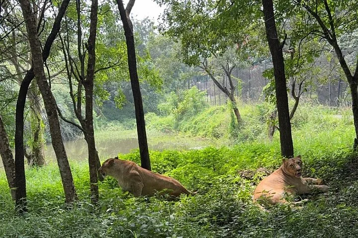 Two lions resting in a shaded grassy area near trees